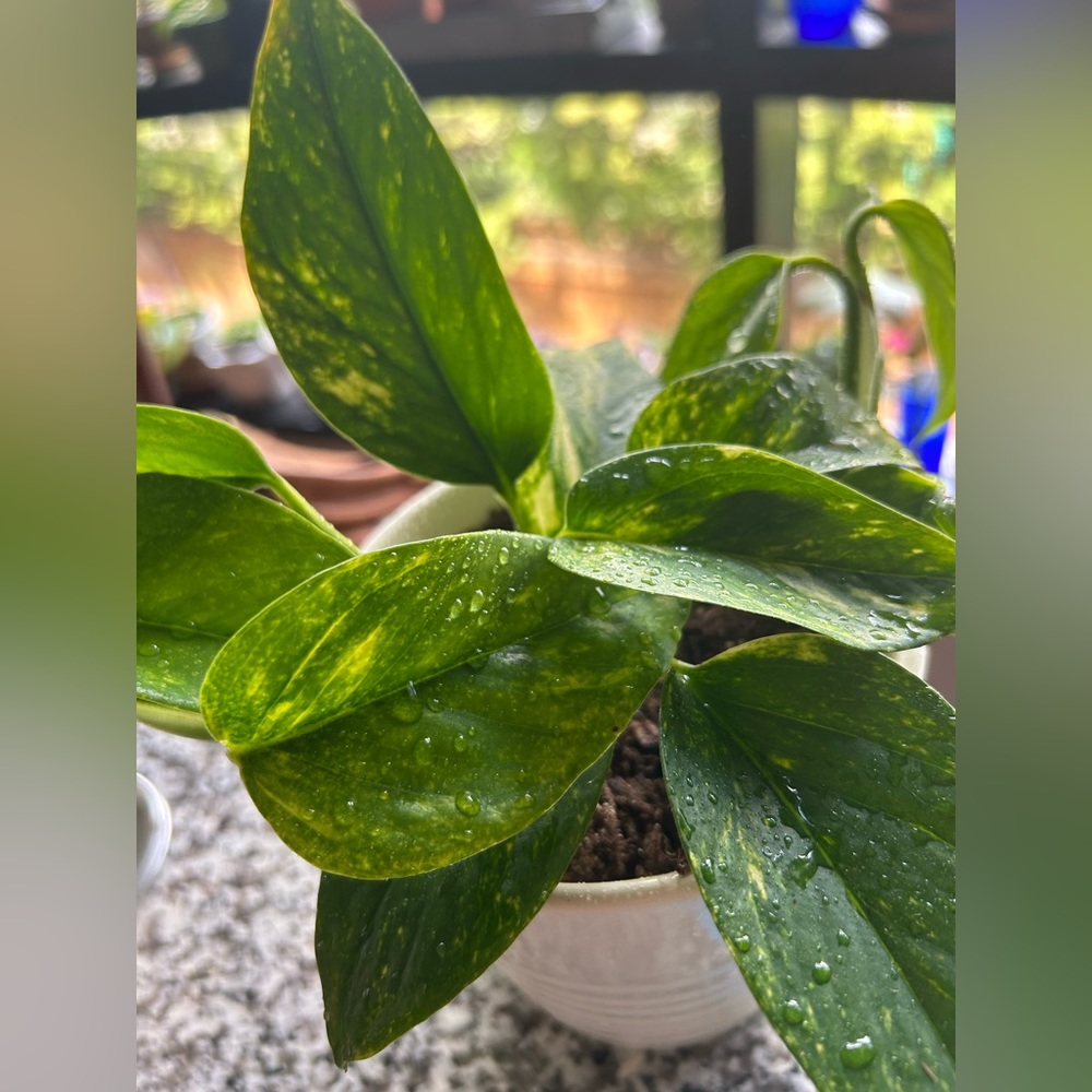 Variegated POTHOS rooted plant